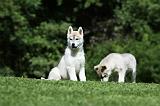 SIBERIAN HUSKY 382